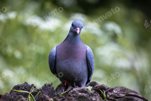 Preview: Close-up of a Feral Pigeon perched on a tree trunk with a blurred green background.