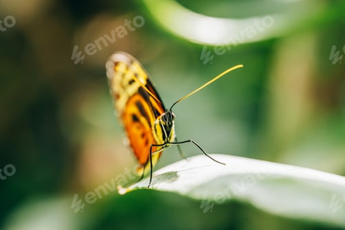 Preview: Butterfly-Heliconius ismenius butterfly on green leaf
