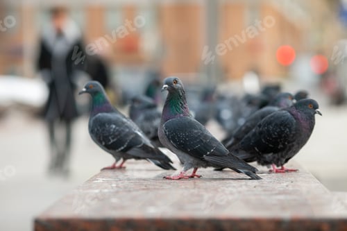 Preview: flock of pigeons