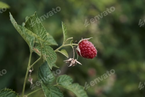 Preview: Bush of ripe red raspberries close-up in the garden on a green background. Horizontally.
