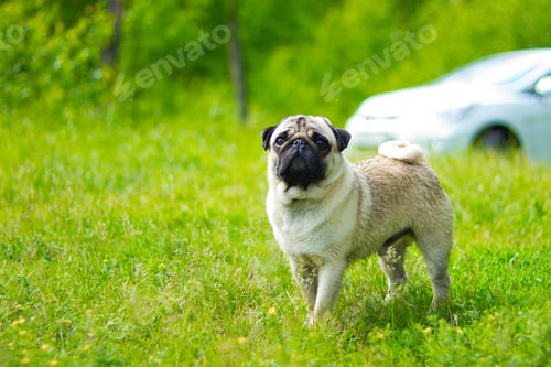 Preview: Pug walking green forest. Pug, portrait. Pug dog playing outdoors. Portrait of beautiful male Pug