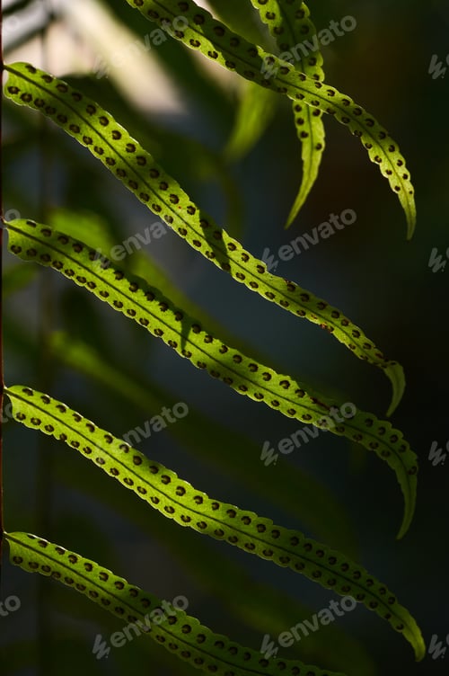 Vista previa: Green fern leaf with light and shadow