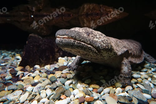 Preview: Closeup of a Japanese giant salamander on the stones under the water