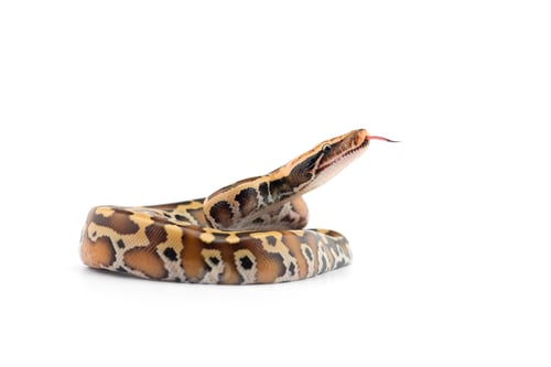 Preview: Sumatran Short Tail Python isolated on white background