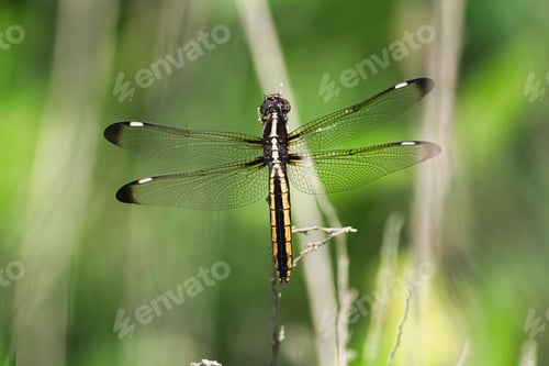 Preview: Dragonfly perched on a dried grass blade
