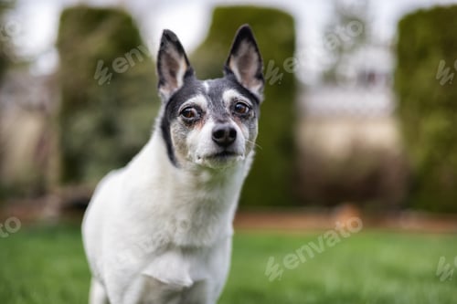 Preview: Toy Fox Terrier Dog playing on grass outside.