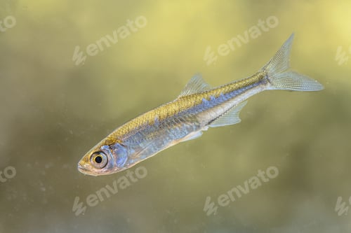 Preview: Sunbleak or Belica freshwater fish