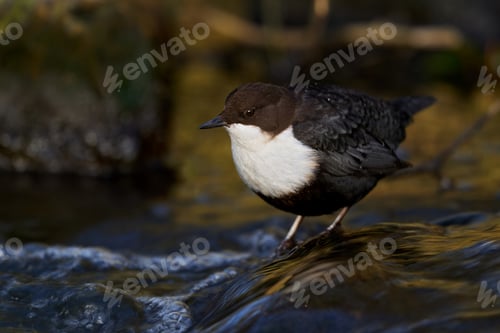 Preview: White-throated dipper (Cinclus cinclus)
