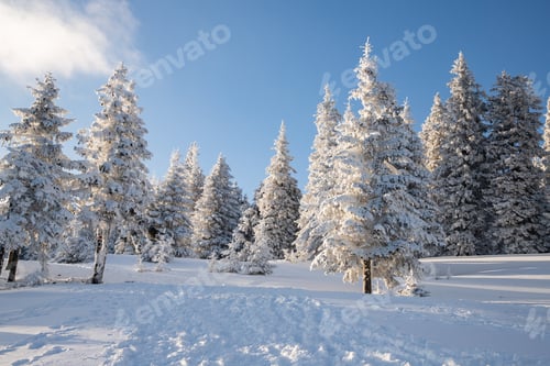 Preview: amazing winter landscape with snowy fir trees in the mountains