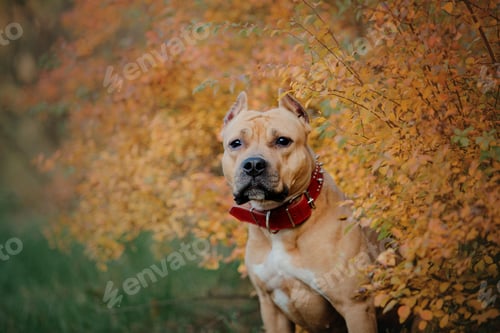 Preview: American Staffordshire terrier dog