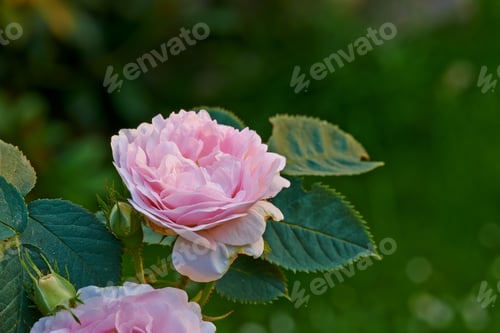 Preview: Roses in bloom