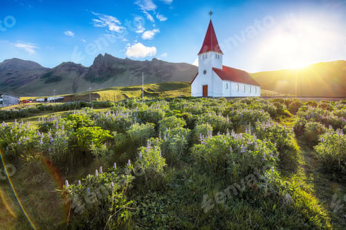 Preview: Ramarkable view of Vikurkirkja christian church in blooming lupine flowers.
