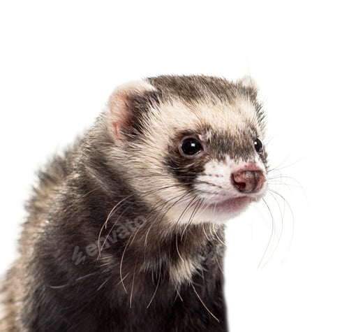 Preview: Ferret on white background, studio photography