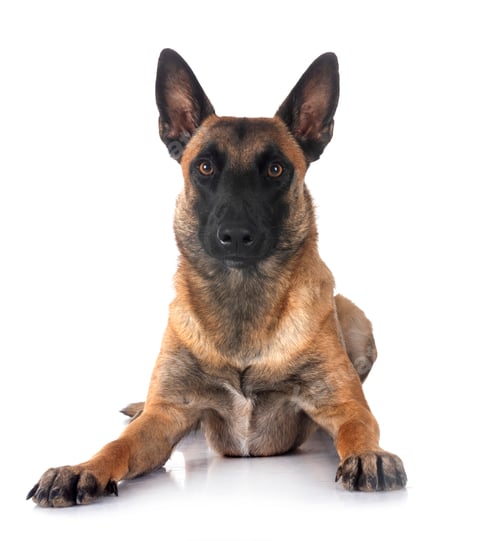 Preview: malinois in studio