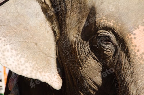 Preview: Elephant portrait