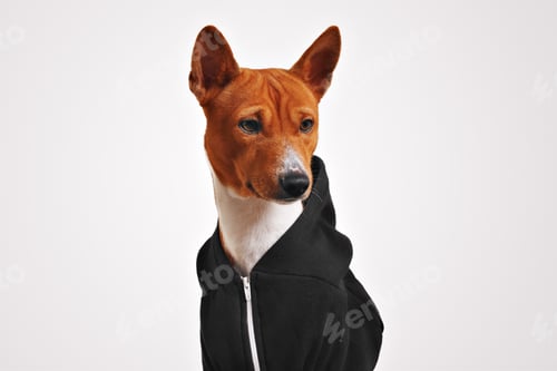 Preview: Portrait of a dog in black zippered hoodie