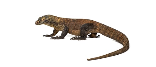 Preview: Komodo dragon monitor lizard walking on white background