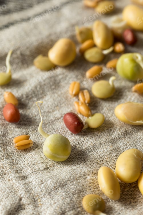 Preview: Assorted Raw Sprouted Beans Legumes