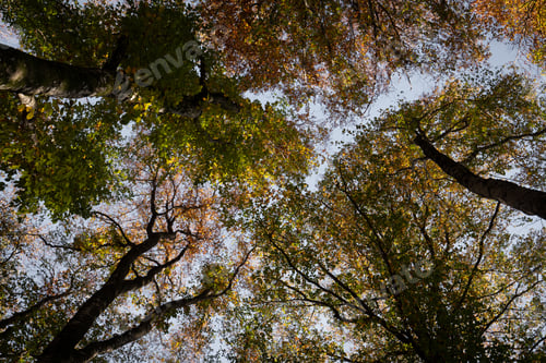 Preview: Trees with orange and golden leaves