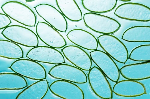 Preview: Aloe vera slice texture with gel on blue background