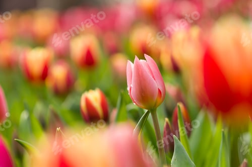Preview: Colorful flowers