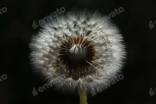 Preview: Plants close-up. Dandelion detail macro bloom.