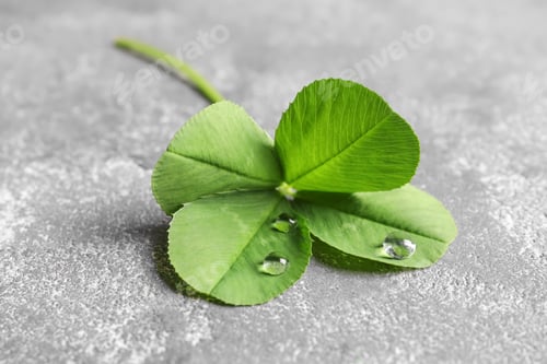 Preview: Green four-leaf clover on gray background