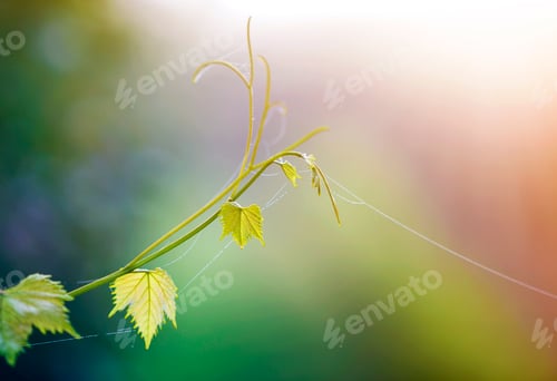 Preview: Close-up of isolated tender vintage twig sprout with spider web on green leaves