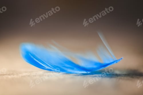Preview: Beautiful blue macro feather