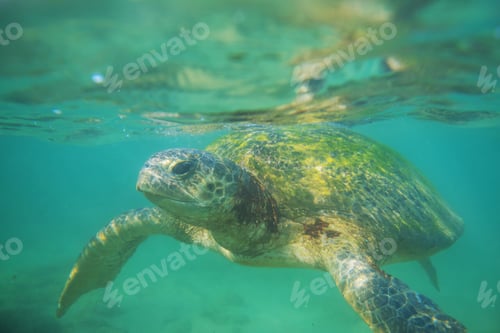 Preview: Turtle