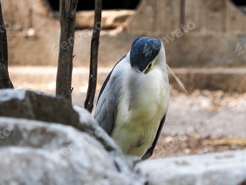 Preview: Black-crowned night heron grooming itself. Nycticorax nycticorax.