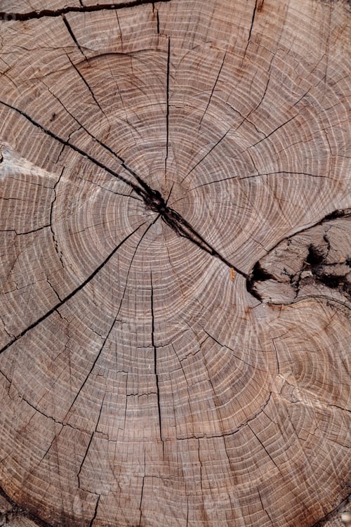 Preview: Texture of cut old tree stump with annual rings and cracks. Wooden texture