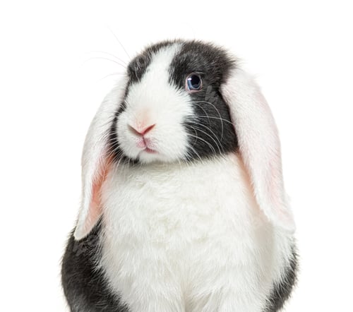 Preview: Portrait of a Black and white lop rabbit blue eyed, isolated