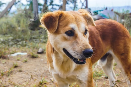 Preview: Closeup shot of an adorable cute brown dog on dusty land