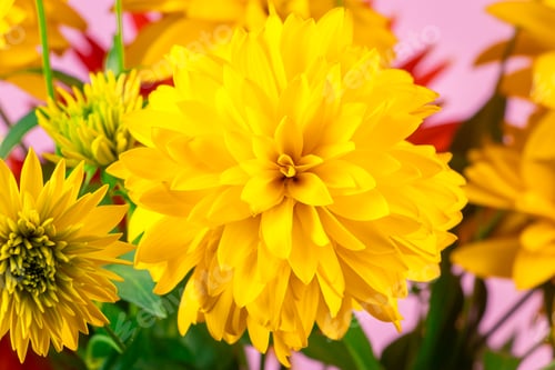 Preview: Summer bouquet yellow and red flowers on bright background. Chrysanthemums and dahlias close up.