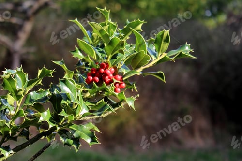 Preview: Close up shot of a wild buffaloberry in a blurry background