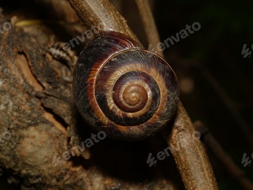 Preview: Macro of a snail on a tree branch