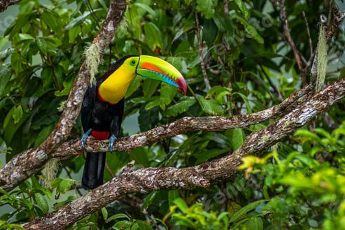 Preview: Colorful toucan bird perched on tree branch, showcasing its vibrant yellow and blue beak