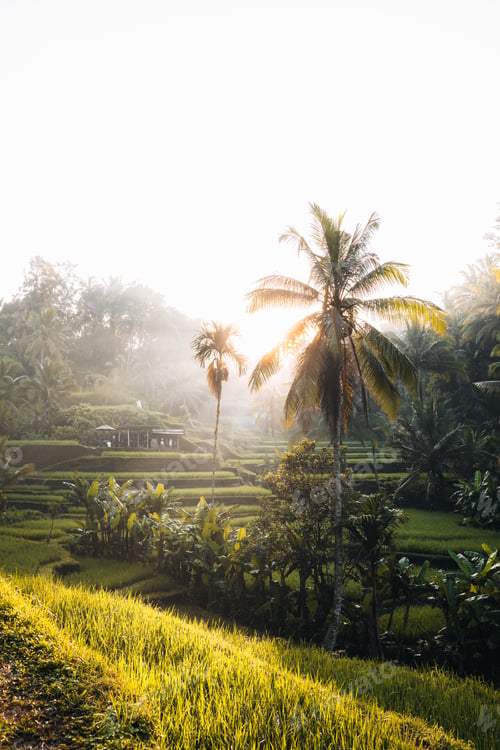 Preview: Morning view of Tegallalang Rice fields terraces in Ubud, Bali, Indonesia
