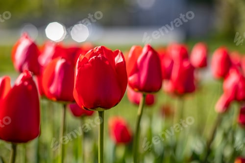 Preview: Red blooming tulips in the park. Beautiful red tulips in a tulip field close up. Summer