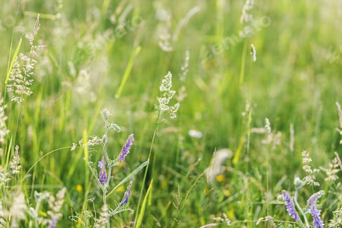 Preview: Wildflower in grass in summer field, close up