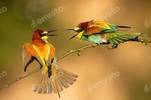 Preview: Two european bee-eater fighting on bough in summer
