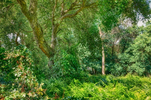 Preview: Sommertime trees in the forestt. Summertime forest.