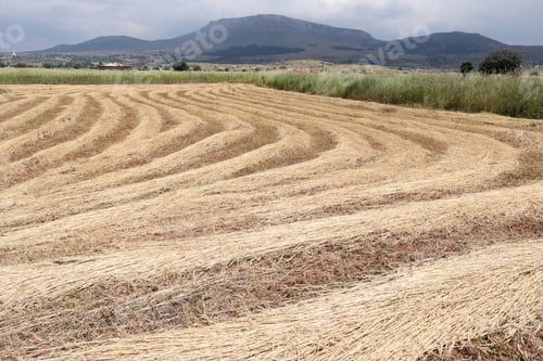Preview: Late summer is harvest time.
