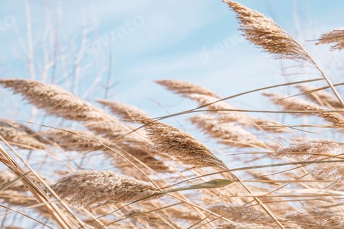 Preview: Pampas grass on the lake.