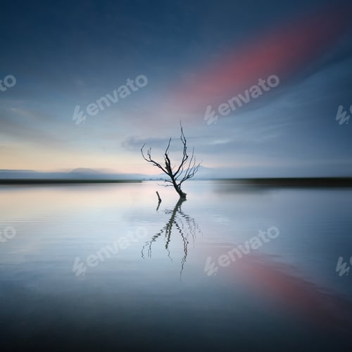 Preview: Silhouette of a dry tree in a lake with reflections in the wat