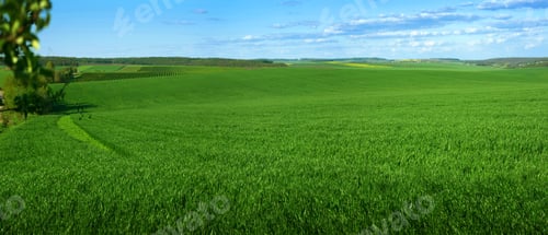 Preview: weaves of green field with blue sky