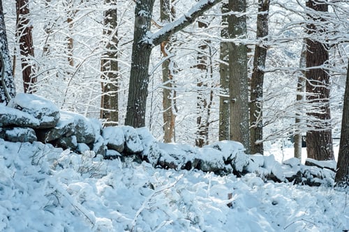 Preview: Winter Forest Symphony