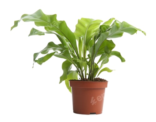 Vista previa: Beautiful fern in pot isolated on white