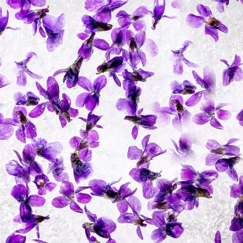 Preview: Violets flower in ice